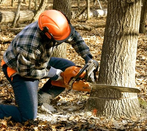 Tree Removal in Pineland, SC